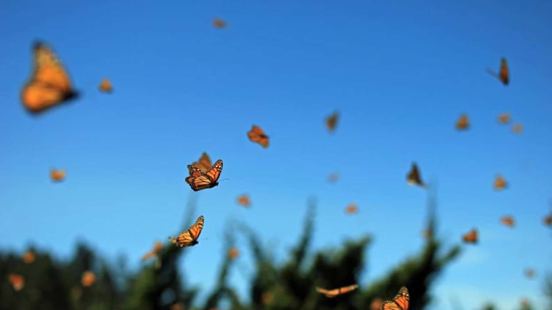 Swarm of vivid orange and black butterflies flutters against a bright blue sky, creating a sense of freedom and liveliness in a natural setting.